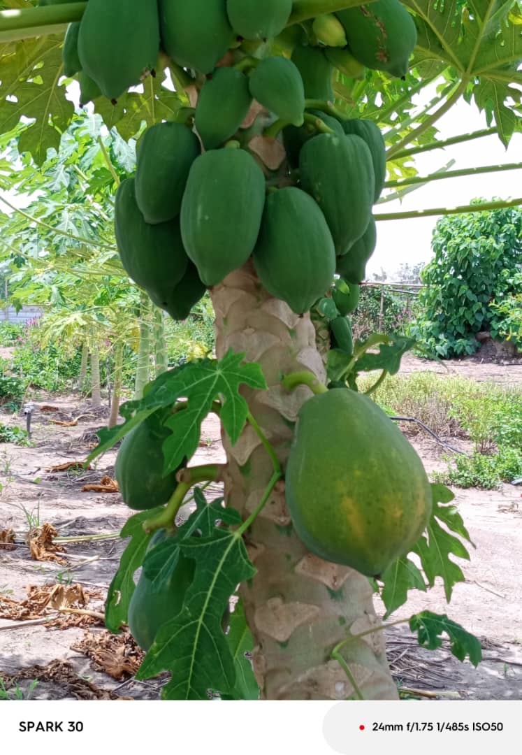 Aquafarm photo 3